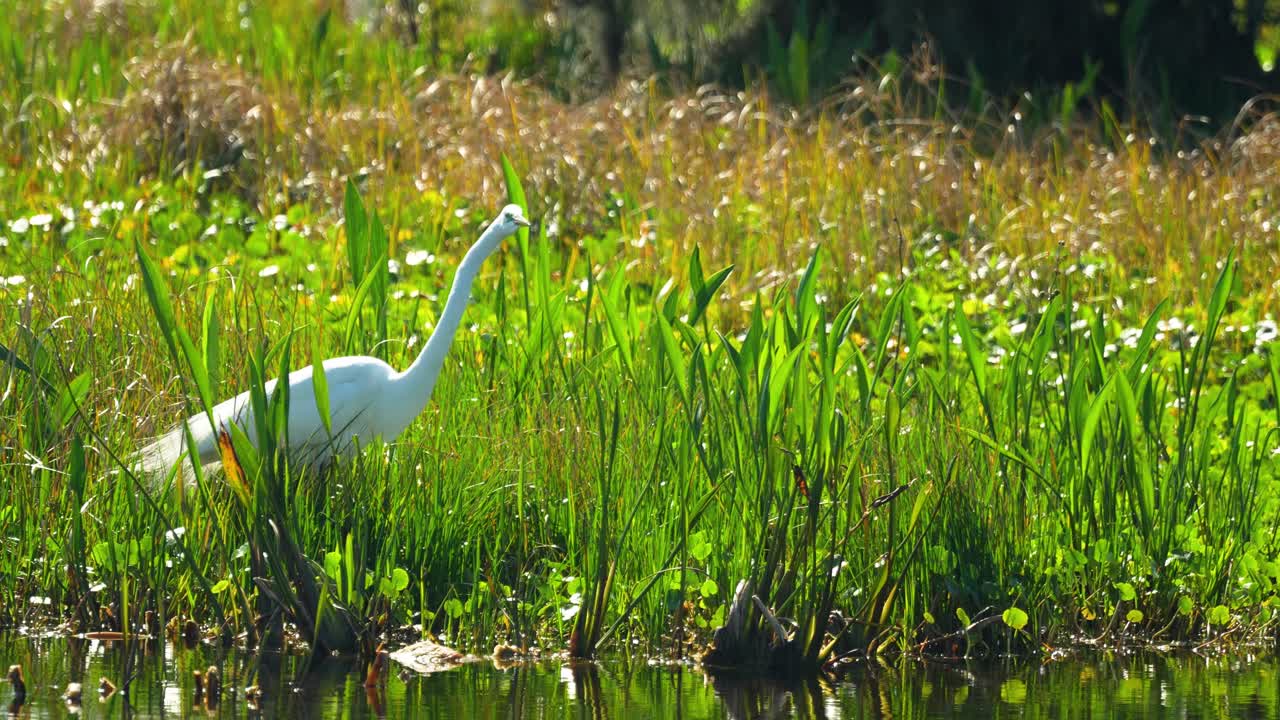 Great egret hunting in reeds in Florida marsh wetlands shallow water 4k