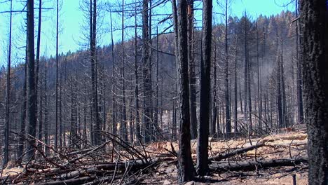 Un-Bosque-Quemado-Por-El-Fuego-Con-árboles-Talados-2