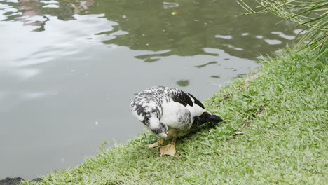 black and white duck staring at the camera in the grass surrounding a lake after swimming