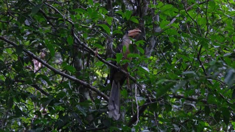 austen's brown hornbill, anorrhinus austeni, khao yai national park