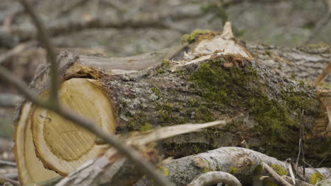 troncos de árboles recién cortados en el bosque de primavera