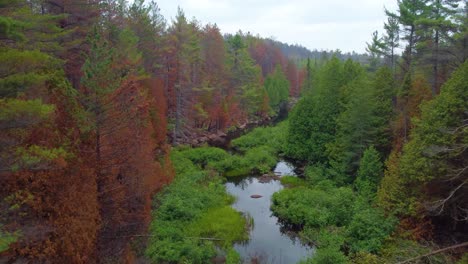 Pine-Trees-By-The-Creek-Damaged-By-Wildfire-In-Canada