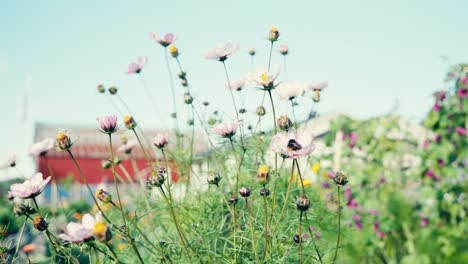 beautiful cosmos flowers in bloom with bee pollinating