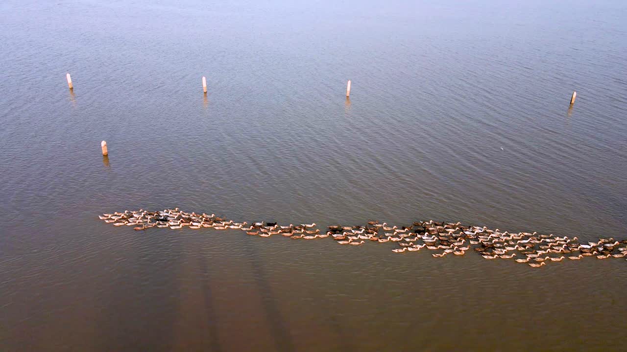balsa de patos remando de cultivo ecológico