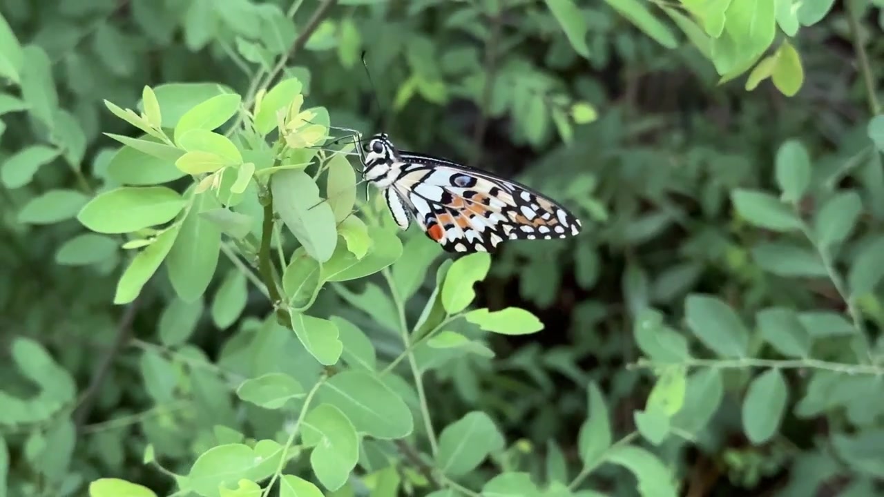 Primo piano di una farfalla che riposa su foglie verdi