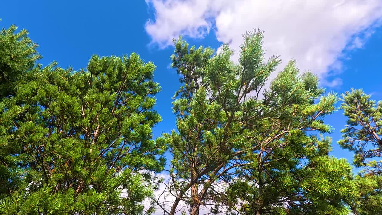 푸른 나무들이 밝은 하늘을 향해 부드럽게 움직입니다.