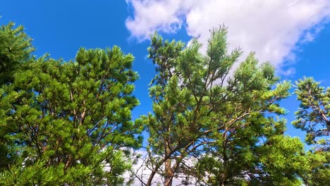 green trees moving gently against a bright sky