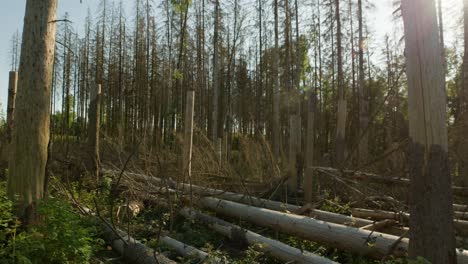 Dead-dry-spruce-trunks-and-branches-in-forest-hit-by-bark-beetle-in-Czech-countryside