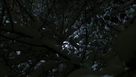 trees with snow in slow motion