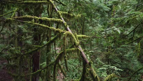 aerial circle view of branches in a rainforest