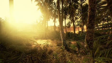 Palm-Trees-in-the-Sahara-Desert