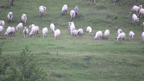 herd of sheep eating grass in the field and moving down a hill