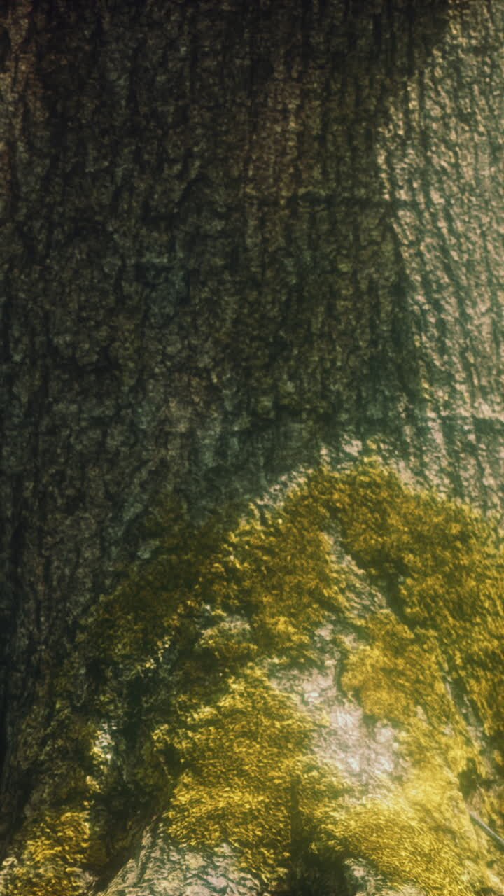 Close up of Tree Bark with Green Moss