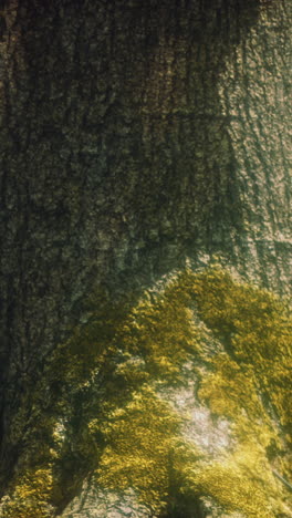 close up of tree bark with green moss