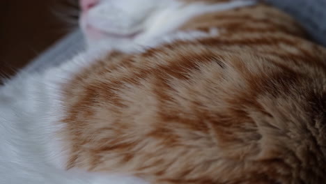 close-up of a sleeping orange and white cat