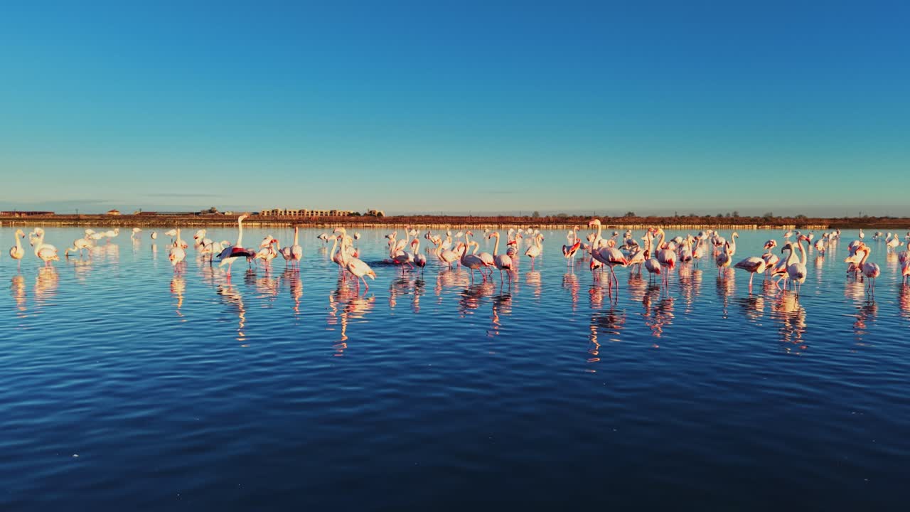 Flamingos stand in water during golden hour at wetlands