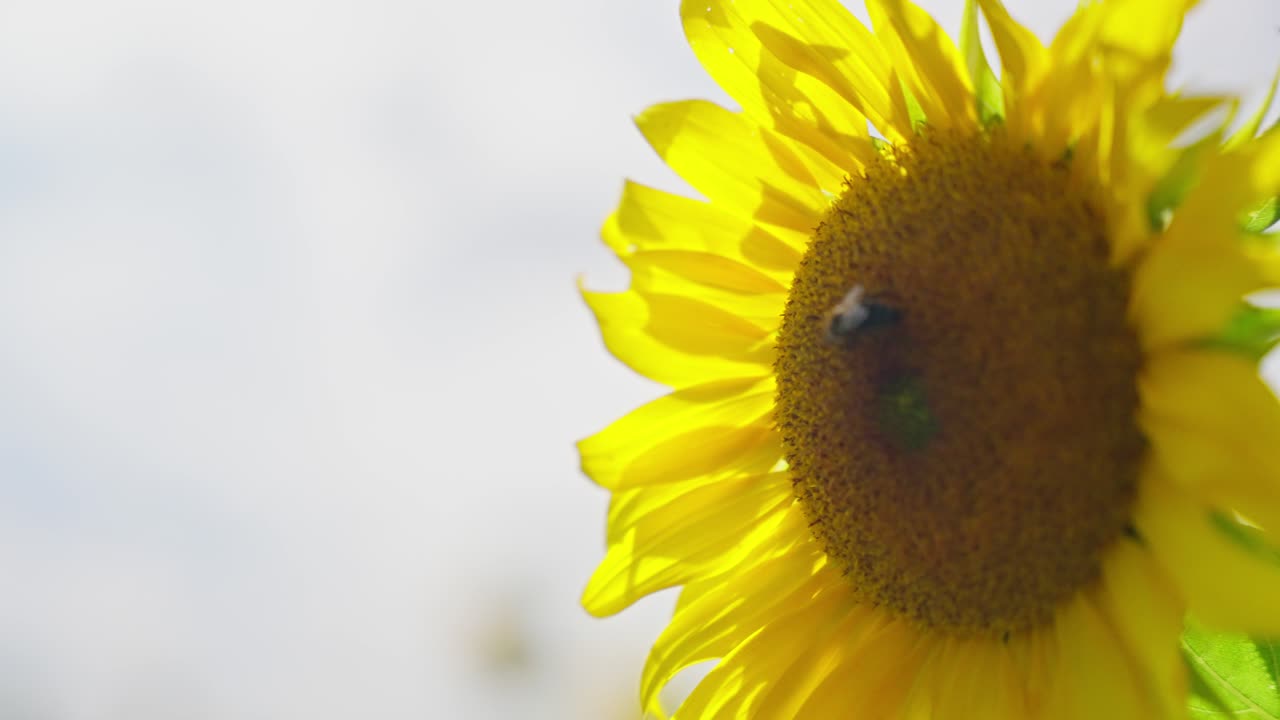 Piccolo insetto o un'ape che raccoglie nettare in un girasole durante la stagione estiva. Rallentatore