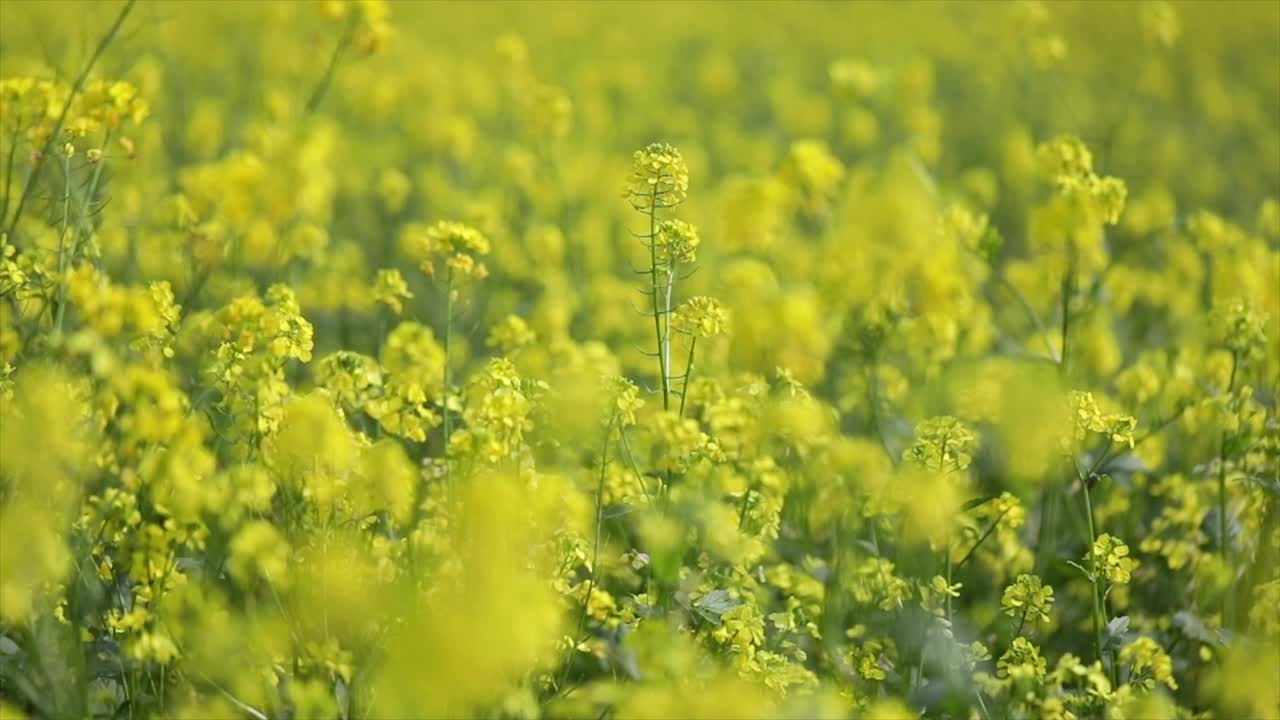 Mustard flowers. Mustard &ndash; mystical flower of happiness and health.