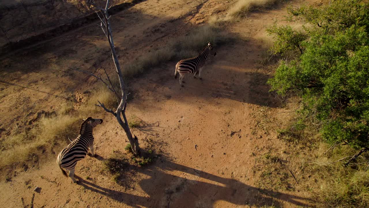 Zebras In Savanna Bush Habitat On Exotic African Safari Track, Aerial
