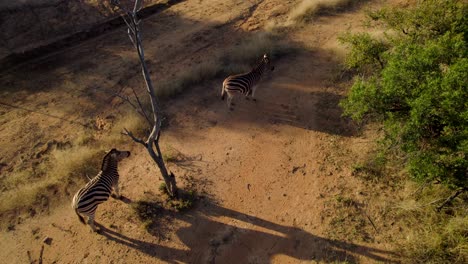 zebras in savanna bush habitat on exotic african safari track, aerial