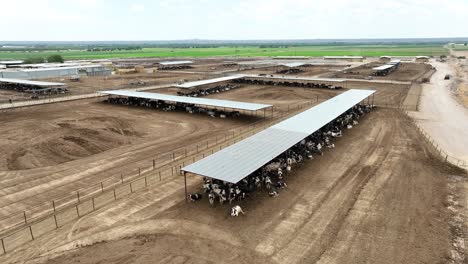 Beef-cattle-on-feed-lot