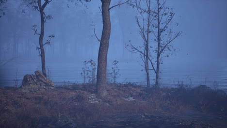 eerie fog covered landscape with bare trees along a lake at dusk