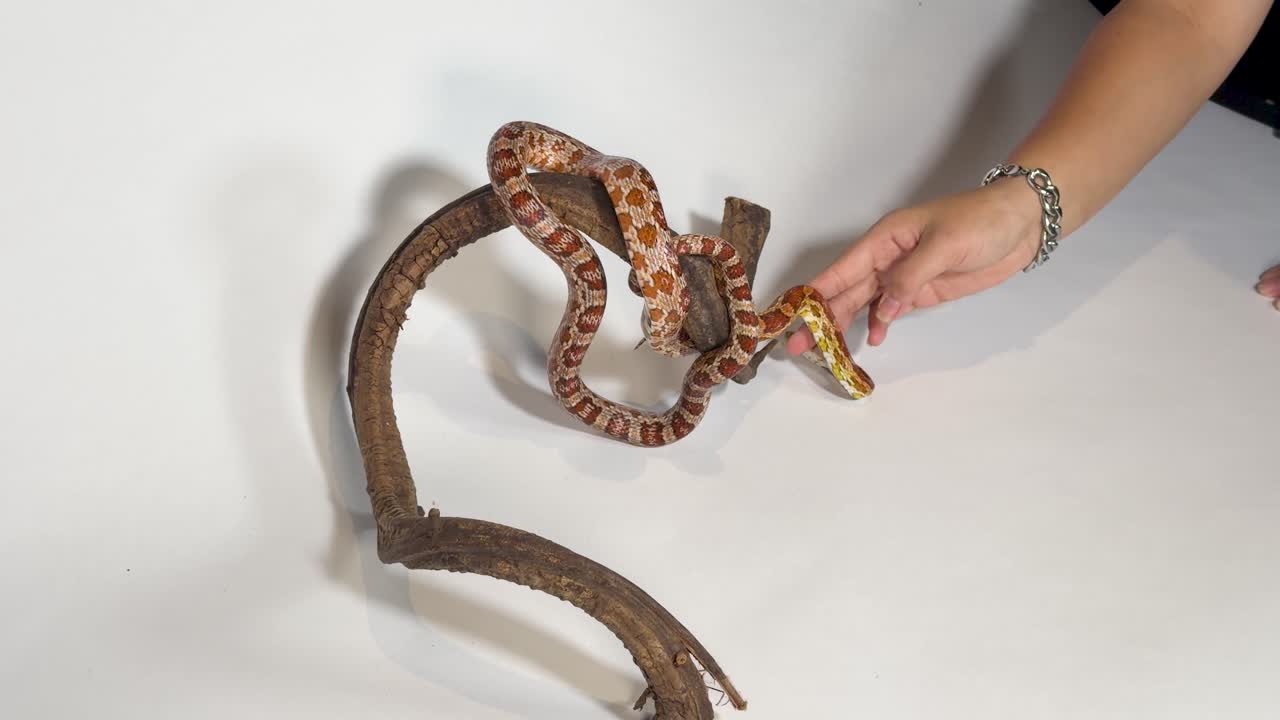 Una persona interagisce delicatamente con un serpente del grano arancione e rosso avvolto su un ramo