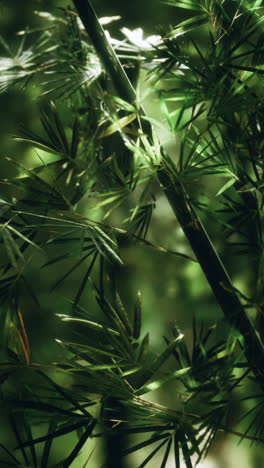 close-up view of bamboo leaves and stalks in a dark forest