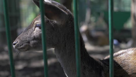 Baby-fawn-in-the-cage-slow-motion