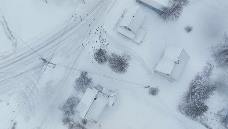 flocks in flight over snow-covered monson