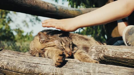 child gently petting a cat lying on a wooden garden swing seat in a sunny rural setting. calm and tender interaction, capturing a peaceful moment of rest and affection outdoors. close up.