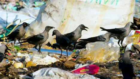 bandada de pájaros cuervo negro cazando a través del vertedero de basura peligrosa