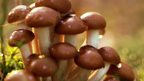 Armillaria-Pilze-Aus-Honigpilz-In-Einem-Sonnigen-Wald.