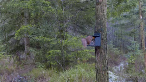 a cute and soggy wild eurasian red squirrel climbs down a scots pine tree onto a feeding station at centre parks in whinfell forest, collects and eats nuts from a bird feeder