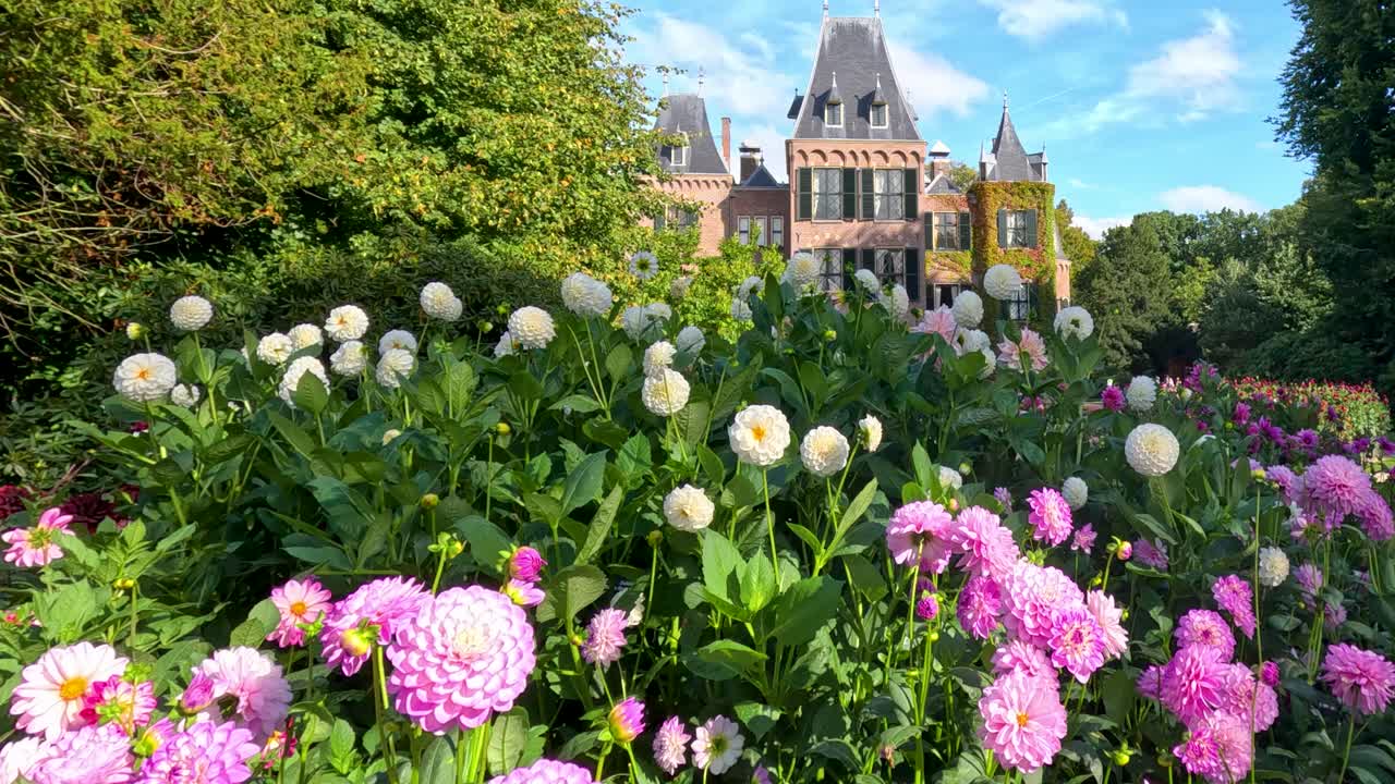 Vibrant dahlias and lush greenery fill a botanical garden with a castle in the background, captured in bright daylight with a slow forward camera movement