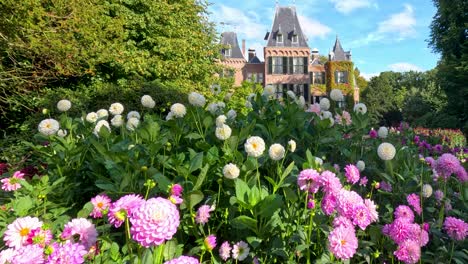 vibrant dahlias and lush greenery fill a botanical garden with a castle in the background, captured in bright daylight with a slow forward camera movement