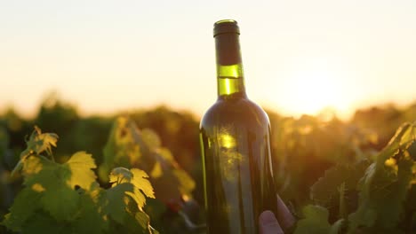 weinflasche inmitten eines weinbergs bei sonnenuntergang in bordeaux