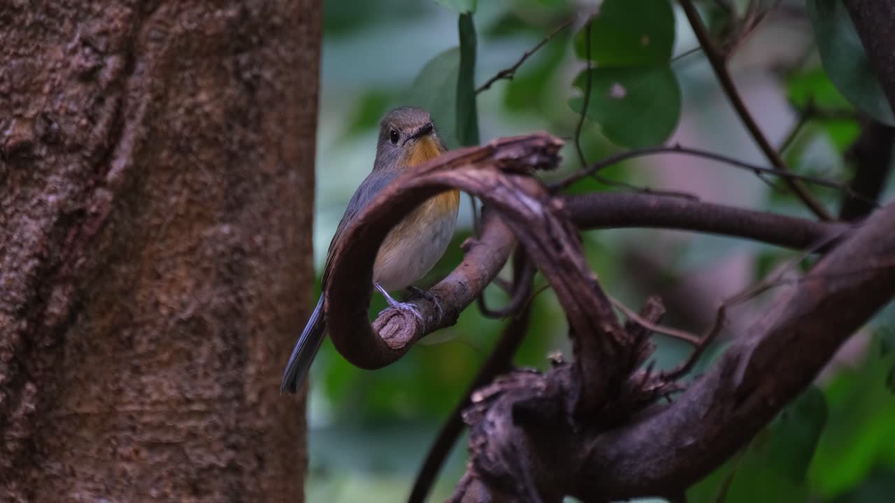 escondido detrás de una rama enroscada mirando hacia la derecha y luego mira a la cámara mientras se aleja, mosquito azul indochino cyornis sumatrensis hembra, tailandia
