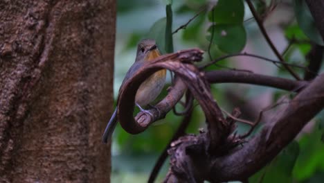 Hidden-behind-a-curled-branch-facing-to-the-right-and-then-looks-to-the-camera-while-it-zooms-out,-Indochinese-Blue-Flycatcher-Cyornis-sumatrensis-Female,-Thailand