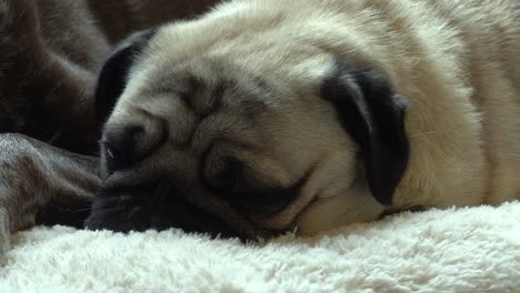 pug dormido filmado en 4k a 24fps