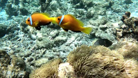 clown fish swimming by coral