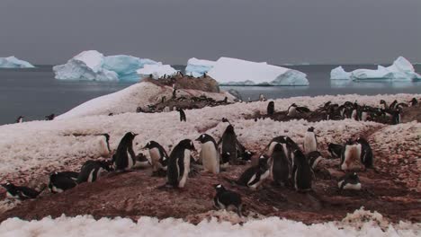 Große-Pinguinkolonie-In-Der-Antarktis