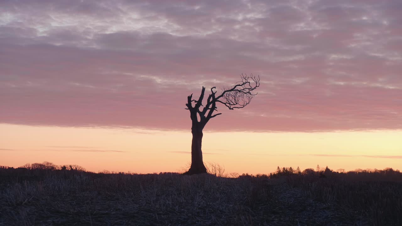 Silhouette of a Dead Tree at Sunset
