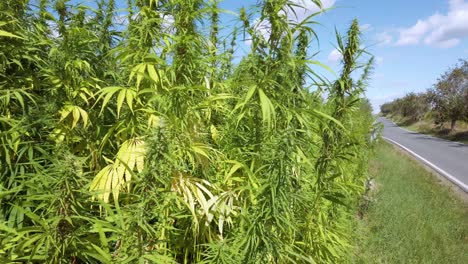 marijuana plant at outdoor cannabis farm field moved by the wind near a road