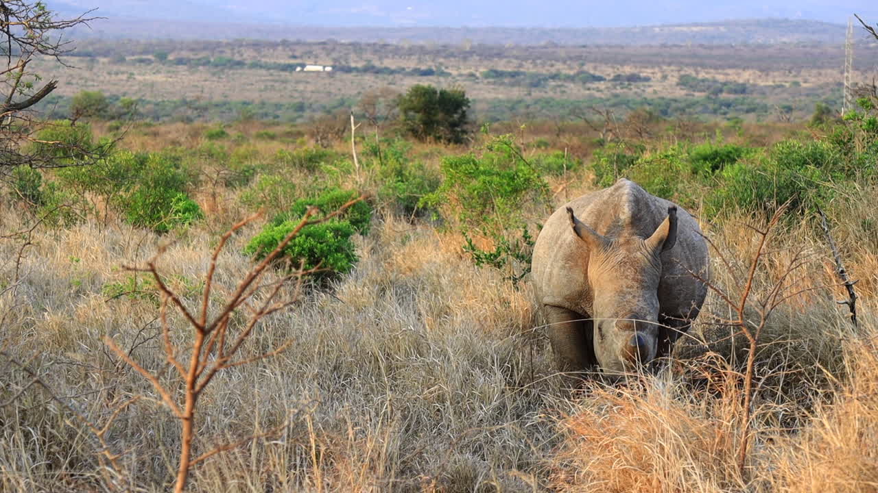 el rinoceronte blanco adulto come hierba seca por la mañana en la reserva de thanda