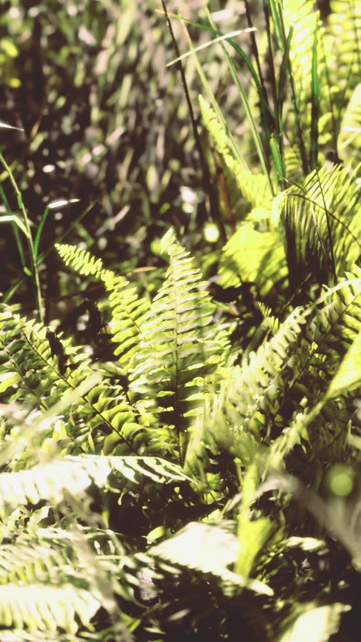 Vibrant ferns growing in a lush forest under soft sunlight in the afternoon