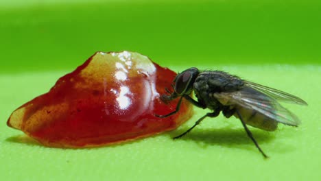 fly sucking jam micro lens closeup view