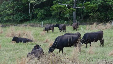 Cow-farm-in-ishigaki