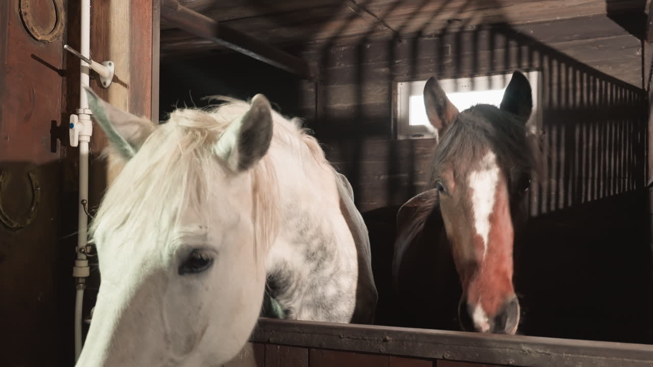Two horses in stable, closeup. White and bay pair peer over wooden stall in dim barn light, soft straw bedding, gentle nuzzle and curious sniffing, warm rustic atmosphere and intimate equine