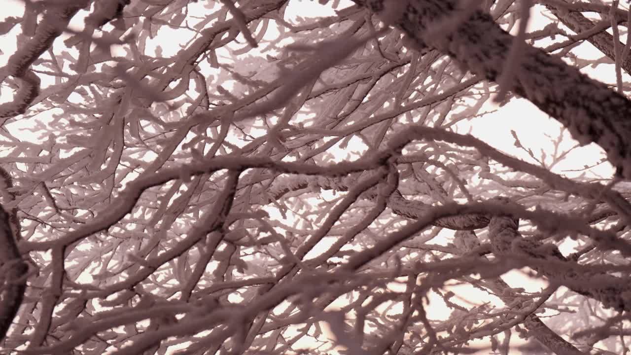 paisaje de ramas de árboles oscilantes congelados durante una tormenta al atardecer en invierno